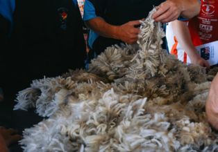 Wool Handling